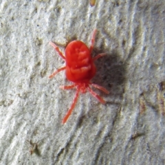Trombidiidae (family) at Acton, ACT - 14 Aug 2020 12:21 PM