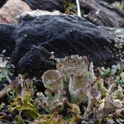 Cladonia sp. (genus) (Cup Lichen) at Carwoola, NSW - 16 Aug 2020 by JanetRussell