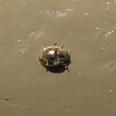 Coccinellidae (family) (Unidentified lady beetle) at Acton, ACT - 14 Aug 2020 by Christine