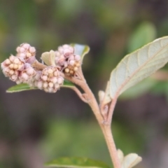 Pomaderris betulina subsp. betulina (Birch Pomaderris) at Cotter River, ACT - 16 Aug 2020 by Sarah2019