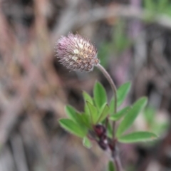 Trifolium arvense var. arvense (Haresfoot Clover) at Lower Cotter Catchment - 16 Aug 2020 by Sarah2019