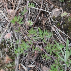 Trifolium arvense var. arvense at Cotter River, ACT - 16 Aug 2020 03:42 PM