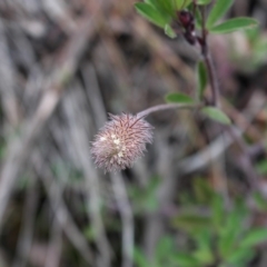 Trifolium arvense var. arvense at Cotter River, ACT - 16 Aug 2020 03:42 PM