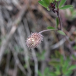 Trifolium arvense var. arvense at Cotter River, ACT - 16 Aug 2020 03:42 PM