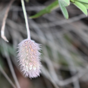 Trifolium arvense var. arvense at Cotter River, ACT - 16 Aug 2020 03:42 PM