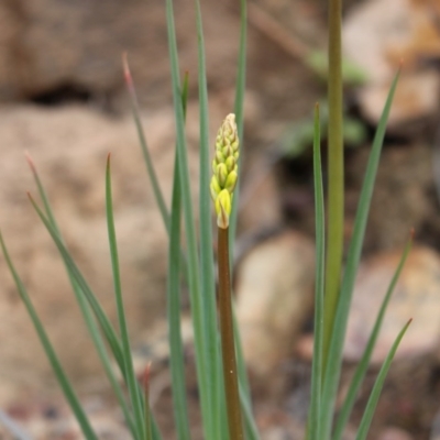 Bulbine glauca (Rock Lily) at Lower Cotter Catchment - 16 Aug 2020 by Sarah2019