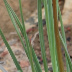 Bulbine glauca at Cotter River, ACT - 16 Aug 2020