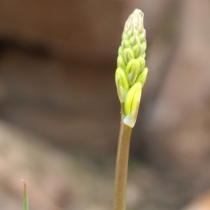 Bulbine glauca at Cotter River, ACT - 16 Aug 2020