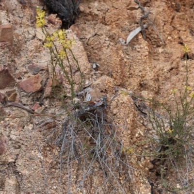 Pimelea curviflora var. sericea (Curved Riceflower) at Cotter River, ACT - 16 Aug 2020 by Sarah2019