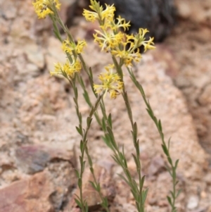 Pimelea curviflora var. sericea at Cotter River, ACT - 16 Aug 2020