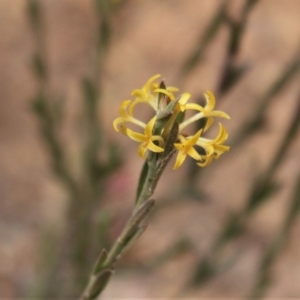 Pimelea curviflora var. sericea at Cotter River, ACT - 16 Aug 2020