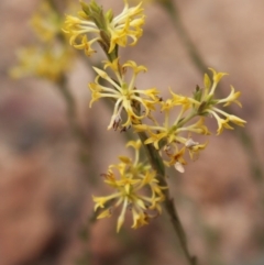 Pimelea curviflora var. sericea at Cotter River, ACT - 16 Aug 2020