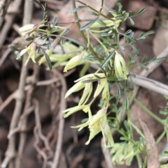 Clematis leptophylla (Small-leaf Clematis, Old Man's Beard) at Lower Cotter Catchment - 16 Aug 2020 by Sarah2019