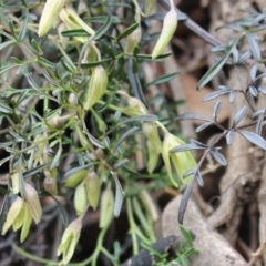 Clematis leptophylla at Cotter River, ACT - 16 Aug 2020