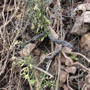 Clematis leptophylla at Cotter River, ACT - 16 Aug 2020