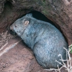 Vombatus ursinus (Common wombat, Bare-nosed Wombat) at Mount Majura - 16 Aug 2020 by sbittinger