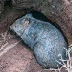 Vombatus ursinus (Bare-nosed Wombat) at Majura, ACT - 16 Aug 2020 by sbittinger