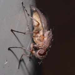 Muscidae (family) at Downer, ACT - 14 Aug 2020 11:51 AM