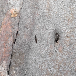 Bethylidae (family) at Acton, ACT - 14 Aug 2020 12:43 PM