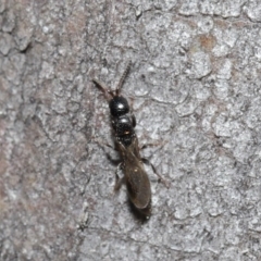 Bethylidae (family) at Acton, ACT - 14 Aug 2020 12:43 PM