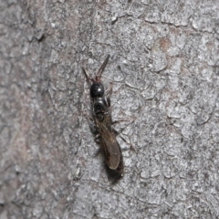 Bethylidae (family) at Acton, ACT - 14 Aug 2020 12:43 PM