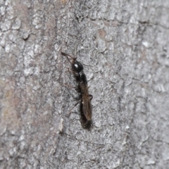 Bethylidae (family) at Acton, ACT - 14 Aug 2020 12:43 PM