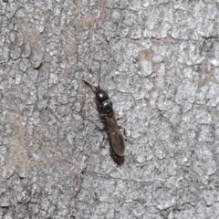 Bethylidae (family) at Acton, ACT - 14 Aug 2020 12:43 PM