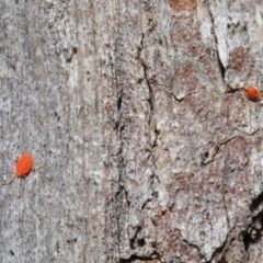 Acari (informal subclass) (Unidentified mite) at ANBG - 14 Aug 2020 by TimL