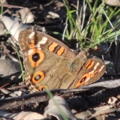 Junonia villida (Meadow Argus) at Conder, ACT - 18 Mar 2020 by MichaelBedingfield