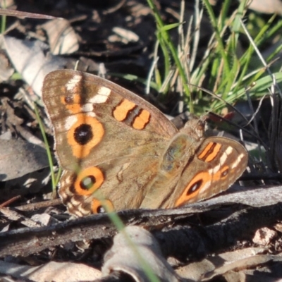 Junonia villida (Meadow Argus) at Conder, ACT - 18 Mar 2020 by MichaelBedingfield