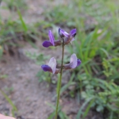 Glycine tabacina (Variable Glycine) at Conder, ACT - 18 Mar 2020 by MichaelBedingfield