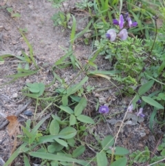 Glycine tabacina at Conder, ACT - 18 Mar 2020