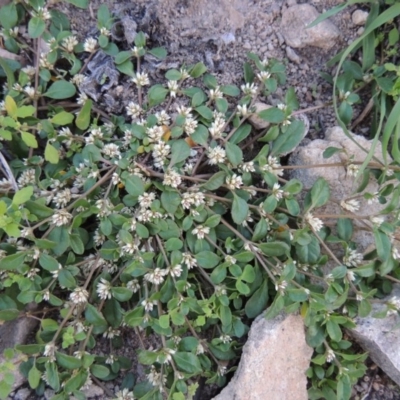 Alternanthera sp. A Flora of NSW (M. Gray 5187) J. Palmer at Conder, ACT - 18 Mar 2020 by MichaelBedingfield