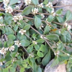 Alternanthera sp. A Flora of NSW (M. Gray 5187) J. Palmer at Conder, ACT - 18 Mar 2020