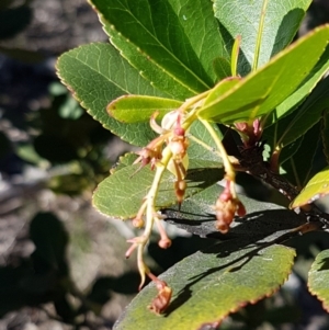 Arbutus unedo at O'Connor, ACT - 17 Aug 2020 11:55 AM