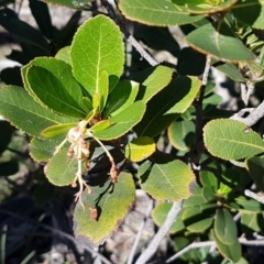 Arbutus unedo at O'Connor, ACT - 17 Aug 2020 11:55 AM