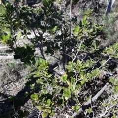 Arbutus unedo at O'Connor, ACT - 17 Aug 2020