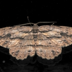 Ectropis excursaria (Common Bark Moth) at Ainslie, ACT - 16 Aug 2020 by jb2602