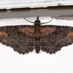 Pasiphilodes testulata (Pome looper) at Ainslie, ACT - 16 Aug 2020 by jbromilow50