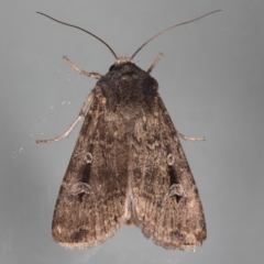 Agrotis infusa (Bogong Moth, Common Cutworm) at Ainslie, ACT - 16 Aug 2020 by jb2602