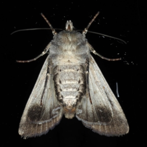 Agrotis infusa at Ainslie, ACT - 16 Aug 2020