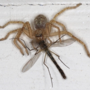 Sparassidae (family) at Ainslie, ACT - 16 Aug 2020 10:23 PM