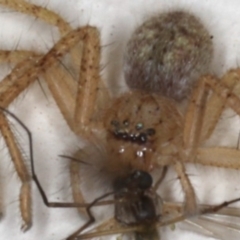 Sparassidae (family) at Ainslie, ACT - 16 Aug 2020 10:23 PM