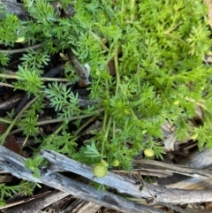 Cotula australis at Hughes, ACT - 17 Aug 2020