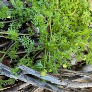 Cotula australis at Hughes, ACT - 17 Aug 2020