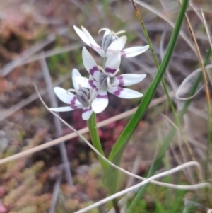 Wurmbea dioica subsp. dioica at Lerida, NSW - 3 Aug 2020