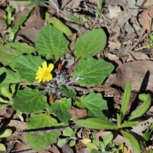 Cymbonotus sp. (preissianus or lawsonianus) at Hughes, ACT - 17 Aug 2020 12:39 PM