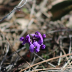 Hardenbergia violacea at Red Hill, ACT - 17 Aug 2020 12:07 PM