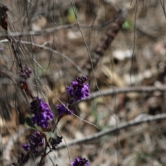 Hardenbergia violacea at Red Hill, ACT - 17 Aug 2020 12:07 PM