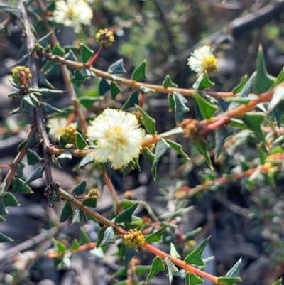 Acacia gunnii (Ploughshare Wattle) at Bruce, ACT - 16 Aug 2020 by JVR